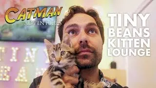 TINY BEANS KITTEN LOUNGE - CATMAN ADVENTURES