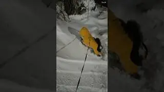 И так каждый раз🤷🐕🐾 #doglife #чихуахуа #chihuahuafanclub #арчиуфа #dogshorts