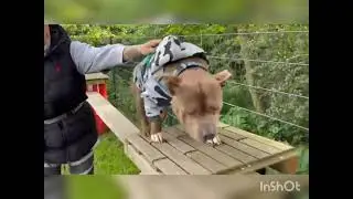 Kr&uuml;mel im Ninjadog Parcours Duisburg der Hundeschule Heinrichs