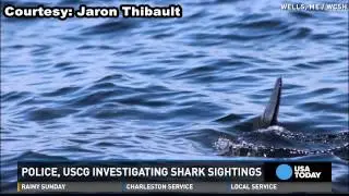 Possible great white shark sightings off Maine's coast