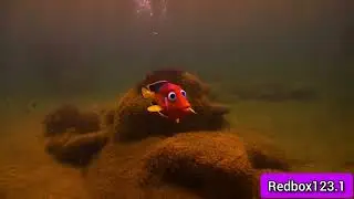 finding Nemo by (redbox123.1)