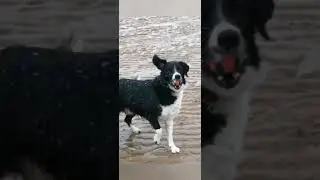 Adventures with Cooper - St Anne's on Snow... I mean, Sea 😂