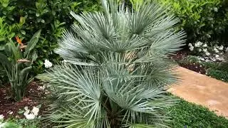 The Blue Mediterranean Fan Palm