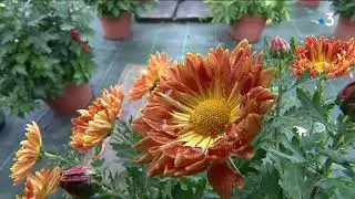 Un collectionneurs de chrysanth&egrave;mes dans le Jura