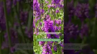 Stachys officinalis &lsquo;Hummelo&rsquo; - at Cherry Tree Nursery, Bournemouth