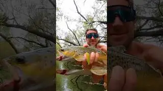 Epic Tassy Trout Fishing 🐟 #fishingaustralia #troutfishing #trout #fishing #tasmania