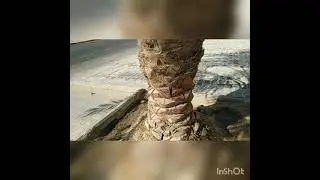 LET'S WATER THE DATE TREE'S