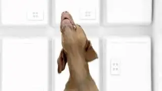 Dogs Do The Imperial March   Video