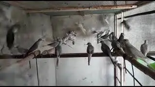 Dove Colony Setup 02 #youtube #youtubeshorts #ytshorts #dove