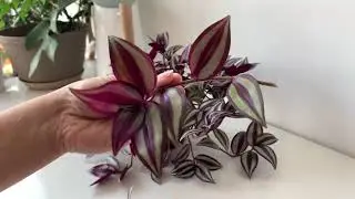 How to get a fuller Tradescantia Zebrina