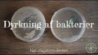 Dyrkning af bakterier // Undersøg antibiotika