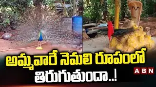 అమ్మవారే నెమలి రూపంలో తిరుగుతుందా ..! | Peacock in Sammakka Saralamma Temple | ABN