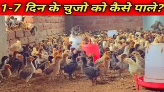 Chicks Brooding full information 1-7 day // सोनाली मुर्गी पालन बिहार