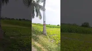 NATURE GREEN #shorts #shortvideo  @F_N_ #nature @Natureba#viral