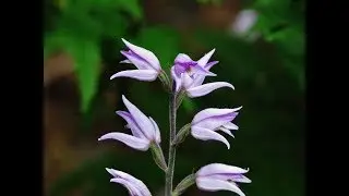 Red Helleborine. - Cephalanthera rubra (L.) Rich. 1817 - Orchid of Cyprus
