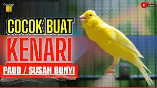 KENARI JUARA LANGSUNG RESPON DENGAR SUARA KENARI GACOR PANJANG #kenarijuara #canary #kicaumania