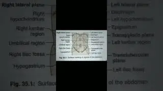 Surface marking of regions of the abdomen  #anotomy #shortsvideo #humananatomy