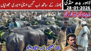 Today's Lahore Cow Mandi VIP Young Jhotian | Cross-able Jhotian | Kattian | Buffalo (Dairy) Farming
