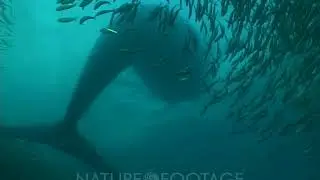 Bryde's Whale, Sharks, Dolphins Feed In Bait Ball