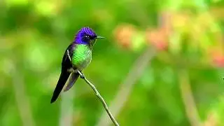 Purple-backed Thornbill, Ramphomicron microrhynchum, Serran&iacute;a del Perij&aacute;, Northern Colombia Birding
