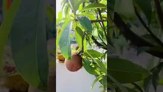 Sapota plant || Sapodilla fruit #shortsfeed #shortsvideo #shortvideo #shortsyoutube #shortsviral
