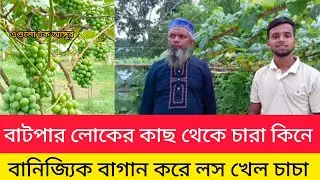 বানিজ্যিক আঙ্গুর বাগান করে লস খেলে চাচা। আঙ্গুর চাষ পদ্ধতি। আঙ্গুর চাষ। #আঙ্গুর #Angure #grape
