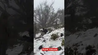 Snowfall oman 🇴🇲 | Jabelshams | SnowOman #shorts #youtubeshorts #muscatoman #oman