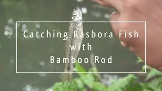 Catching Rasbora Fish with Bamboo Rod - Micro fishing videos