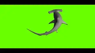 Green Screen Hammerhead shark | Green Screen Shark Cartoon | @syedashahtv