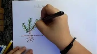 Citologia   Propagação Vegetativa