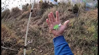Z Man Micro ChatterBait catches largemouth bass in the Fall season!