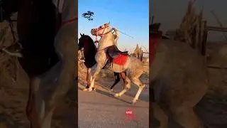Two Powerful Arabian Horses in an Epic Show 🐎🔥 #horsepower #arabianstallion