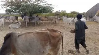 Cows the thar peaceful morning moments 