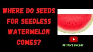 Where do Seeds for Seedless Watermelon Comes?