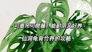 【老花医植物推荐】想养不好都难的绿植，可垂吊可爬藤，仙洞龟背如何养护？Tips and tricks for Swiss Cheese Vine growing and care.
