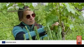 Cultivating the Future: Sustainability in EU Wine