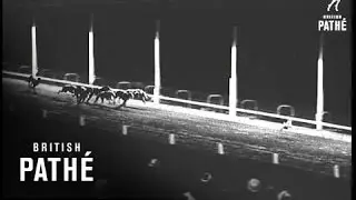 Dog Race In Miami (1937)