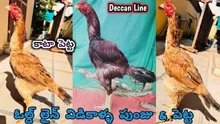 Good Quality Deccan Aseel Line||Peela Petta||8499009108||Vidikalla Kollu|| #aseel....!