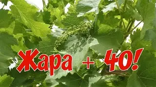 Жара +40! Поливаю огород! /Heat +40! I water the garden!