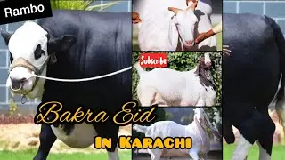 Continental Bakery Cow 2024 || King of Pakistan Rambo || Gulshan e Iqbal  || Heavy bulls of 2024