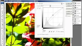 06 02 curves