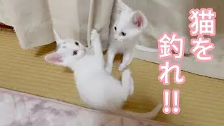 子猫一本釣り！