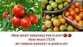 How many tomatoes per plant? Secrets of companion planting| Tomato harvest