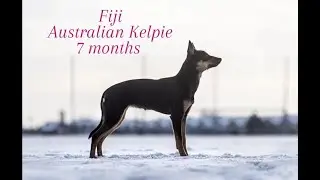 ❄ 𝑭𝒊𝒋𝒊 - 𝑨𝒖𝒔𝒕𝒓𝒂𝒍𝒊𝒂𝒏 𝑲𝒆𝒍𝒑𝒊𝒆 | 7 𝒎𝒐𝒏𝒕𝒉𝒔 ❄