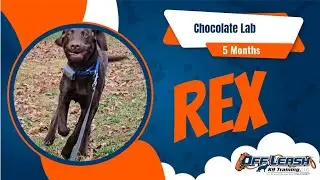 Rex | 5mo Lab puppy | OLK9 Board and Train