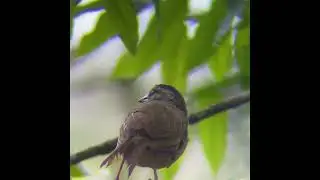 Arremonops conirostris en La Bramadora, Sopetr&aacute;n, Antioquia. 17 09 2023.
