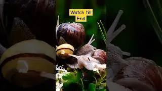 ध्यान से देखो इस जीव को wild animals #viral