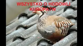 -11- ZWIERZĘTA GOSPODARSKIE: WSZYSTKO O HODOWLI KUROPATW, OPŁACALNOŚĆ, WYMAGANIA, PORADY