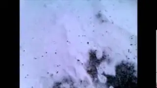 badger tracks in the snow