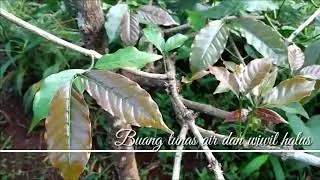 Wiwil halus kopi